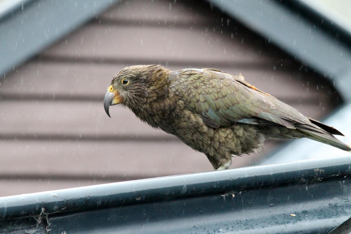 Kea (Nestor notabilis)
